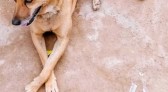 Homem que jogou cão por cima de muro de ONG é condenado em Santa Catarina