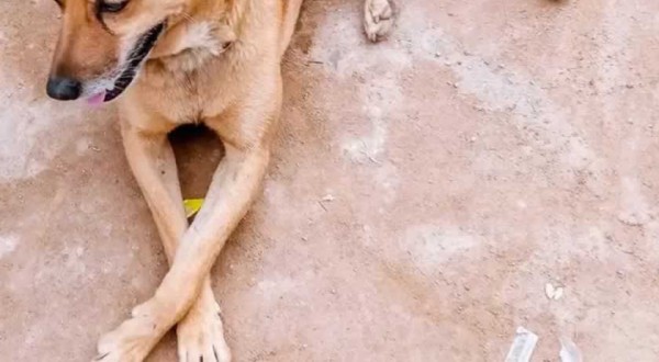 Homem que jogou cão por cima de muro de ONG é condenado em Santa Catarina