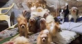 Cativeiro para venda e procriação ilegal com mais de 40 animais de raça é desmontado em SC