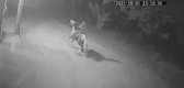 Caminhoneiro morto no Rio foi perseguido por homens a cavalo antes do crime