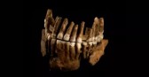 Tribo Neandertal isolada por 50 mil anos é descoberta e impacta estudos