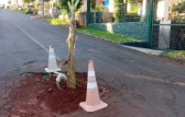 Moradores plantam bananeira em buraco como forma de protesto