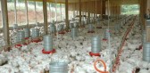 SC bate recorde histórico com mais de 328 mil toneladas de carnes exportadas em 2025