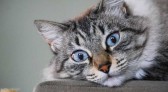Sancionada lei que prevê controle populacional de animais domésticos