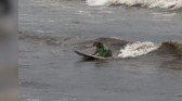 Cachorro surfista surpreende ao pegar onda no Farol de Santa Marta