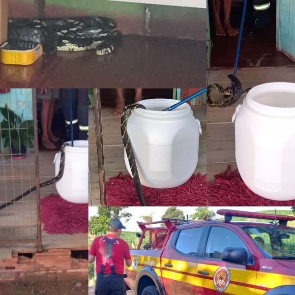 Susto em residência: cobra caninana é encontrada dentro de casa na Linha Planaltinho
