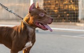 Associação vai ao STF contra lei e decreto dos pitbulls de SC