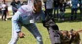 Ataque de cães é principal causa de acidente de trabalho dos leituristas da Sanepar