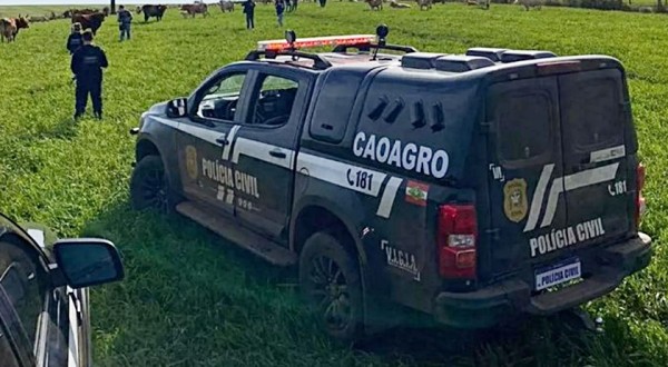 Polícia recupera 10 de 44 cabeças de gado furtadas em SC; crime é investigado