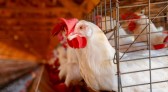Secretários da Agricultura pedem ao Ministério rigor nas regras contra influenza aviária