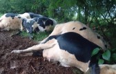 Raio mata sete vacas no interior