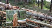 Imagens impressionam: força do temporal derruba grande quantidade de árvores