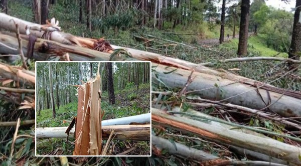 Imagens impressionam: força do temporal derruba grande quantidade de árvores