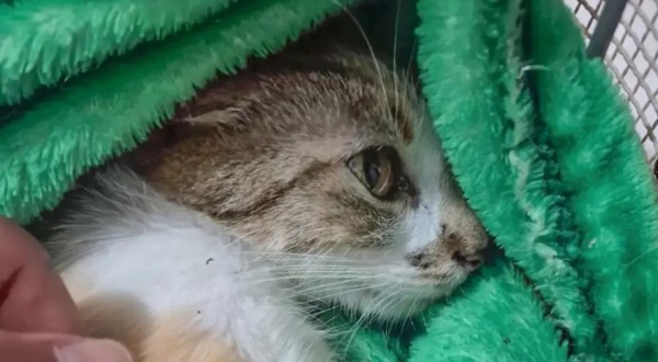 Mulher é presa após arremessar gata do 12º andar de prédio