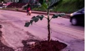 Moradores de Itapiranga protestam plantando bananeira em buraco da SC-163
