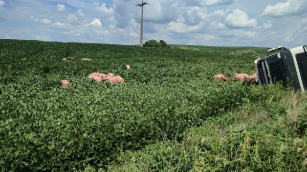 Caminhão carregado com suínos tomba em plantação após colisão no Oeste