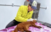 Gato-mourisco sobrevive ao ser atropelado em São Miguel do Oeste