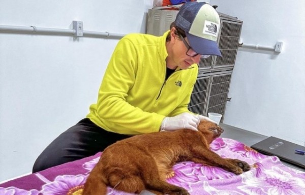 Gato-mourisco sobrevive ao ser atropelado em São Miguel do Oeste