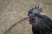 Galinha de luxo conhecida como ‘Lamborghini das aves’ é 100% preta e pode custar até R$ 33 mil