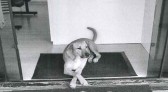 Justiça nega habeas corpus a homem que jogou ácido em cão no Oeste