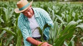 Sicoob estima liberar R$ 7 bilhões em crédito rural no período de pré-custeio