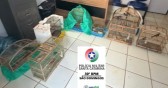 19 aves silvestres são encontradas em gaiolas durante operação em São Domingos