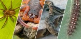 São Miguel soma 140 casos de acidentes com animais peçonhentos em 2024