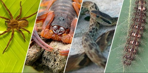 São Miguel soma 140 casos de acidentes com animais peçonhentos em 2024