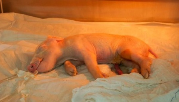 Brasil cria 1º porco clonado da América Latina para fornecer órgãos ao SUS