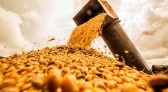 Brasil deve exportar 12 milhões de toneladas de soja em maio