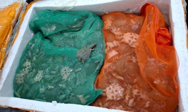Centenas de tartarugas chinesas são apreendidas com passageiro em aeroporto de SP