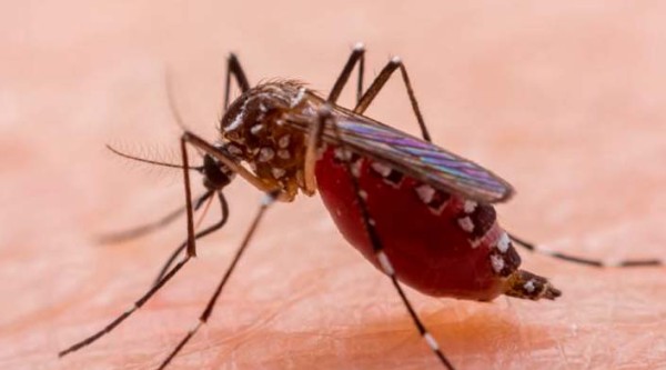 Confira 10 dicas para prevenir a dengue; número de casos em SC é expressivo em 2022