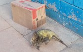 Ouriço invade penitenciária, e após tomar água é devolvido a natureza