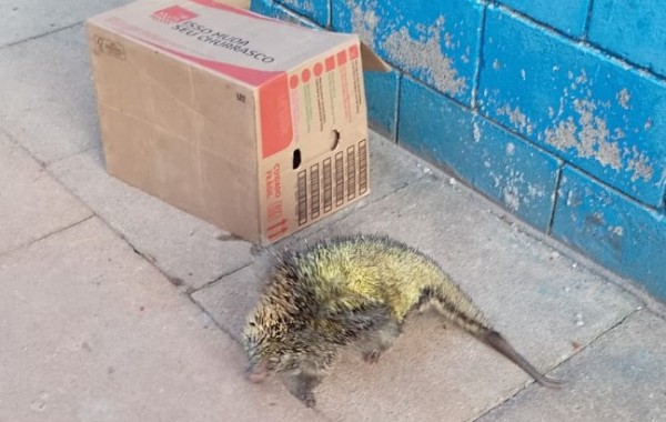 Ouriço invade penitenciária, e após tomar água é devolvido a natureza