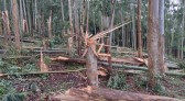 Tornado F1 atinge Oeste de SC e quebra árvores ao meio