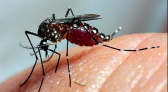 São Miguel do Oeste confirma primeira morte por dengue em 2025