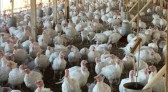 BRF produz mais peru no Brasil, mas SC segue com a linha de Natal