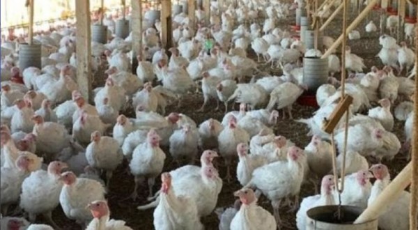 BRF produz mais peru no Brasil, mas SC segue com a linha de Natal