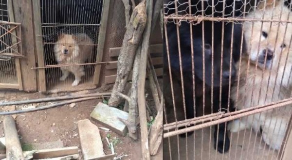 Casal acusado de administrar canil clandestino e maltratar animais seguirá preso em SC