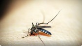 Sesa confirma 33 óbitos por dengue no Paraná em 2025