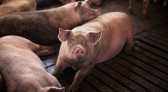 Exportações brasileiras de carne suína crescem 9,3% em julho