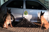 BPFRON apreende 54kg de maconha e prende jovem de 23 anos