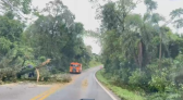 Temporal deixa árvores e galhos sobre a BR-163 entre Barracão e Santo Antônio do Sudoeste