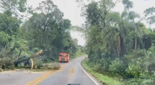 Temporal deixa árvores e galhos sobre a BR-163 entre Barracão e Santo Antônio do Sudoeste