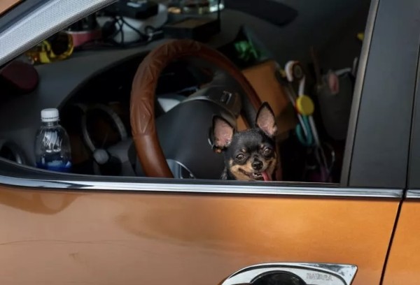 Motorista bêbado coloca cachorro na direção do veículo e tenta despistar policiais
