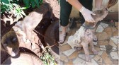 Homem é preso por maus tratos aos animais