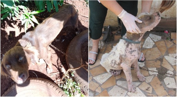 Homem é preso por maus tratos aos animais