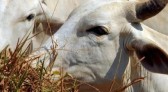 China reconhece Brasil como livre de febre aftosa