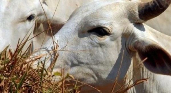 China reconhece Brasil como livre de febre aftosa
