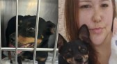 Cachorrinha de vítima de homicídio e esquartejamento é encontrada após dias desaparecida